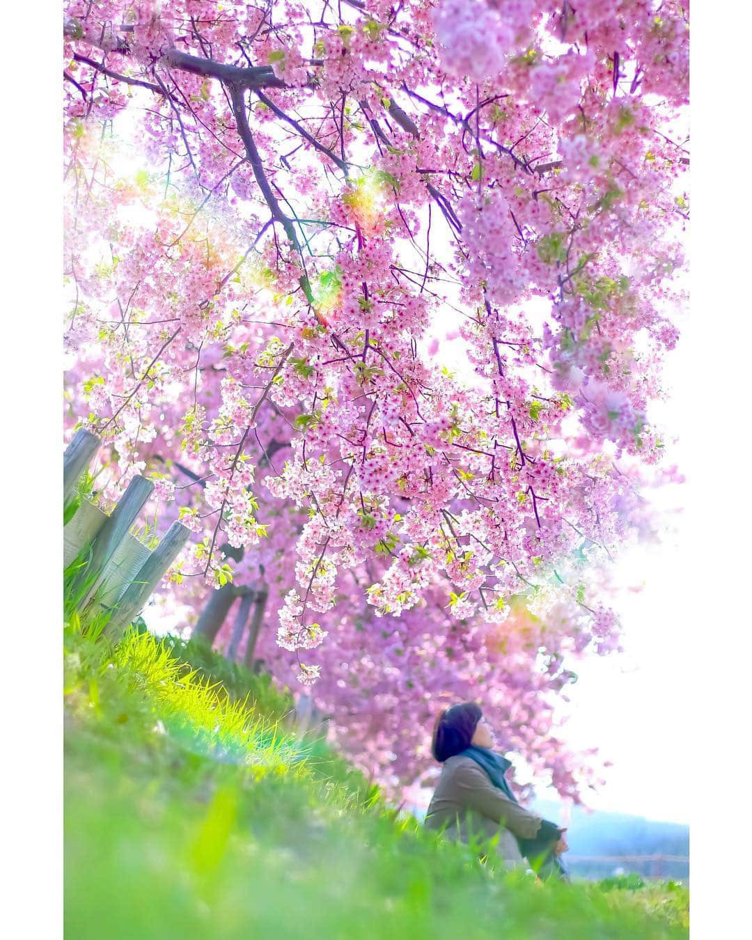 メグのん♡ A k i k oのインスタグラム：「♡Spring pink . . 卒業式で泣かないと . 冷たい人と言われそう . でももっと哀しい瞬間に . 涙はとっておきたいの . . . . 1985年 斉藤由貴 「卒業」 作詞 松本隆  作曲 筒美京平 . . ♡ こんな名曲、他にない！」