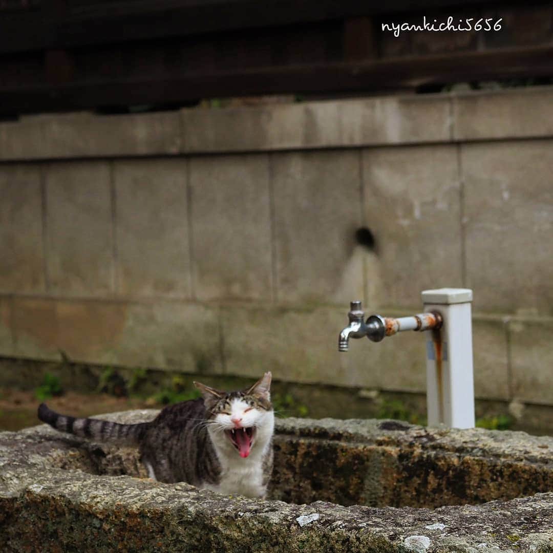路地裏のにゃん吉さんのインスタグラム写真 - (路地裏のにゃん吉Instagram)「水にゃー！ No water  #生き抜け野良猫  #แมว #igersjp#ねこ#猫#ig_japan#ねこ部#ふわもこ部#野良猫#にゃんすたぐらむ#みんねこ #cats#ファインダー越しの私の世界 #catsofinstagram#catstocker#instagramjapan##catloversclub#ペコねこ部#ピクネコ #東京カメラ部#icu_japan#team_jp_西 #고양이#nekoclub #catstagram#japan_photo_now #bestcatclub #loves_nippon#balousfriends#ig_japan」3月15日 22時46分 - nyankichi5656