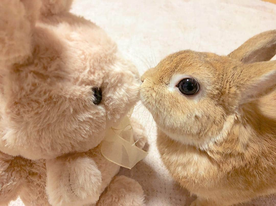 ラン?さんのインスタグラム写真 - (ラン?Instagram)「(*´ω(ω`ｏ ))) ﾁｭｯ♡ ☆ #うさぎ #ネザーランドドワーフ #rabbit #bunny #bunnystagram  #rabbitstagram  #cute  #かわいい #ふわもこ部  #もふもふ  #zip写真部  #アニマル写真部 #instagramjapan #netherlanddwarf #うさぎと暮らす  #うさぎのいる暮らし #癒し #kawaii #ランちゃん  2019.03.15」3月15日 17時20分 - mofumofuusako