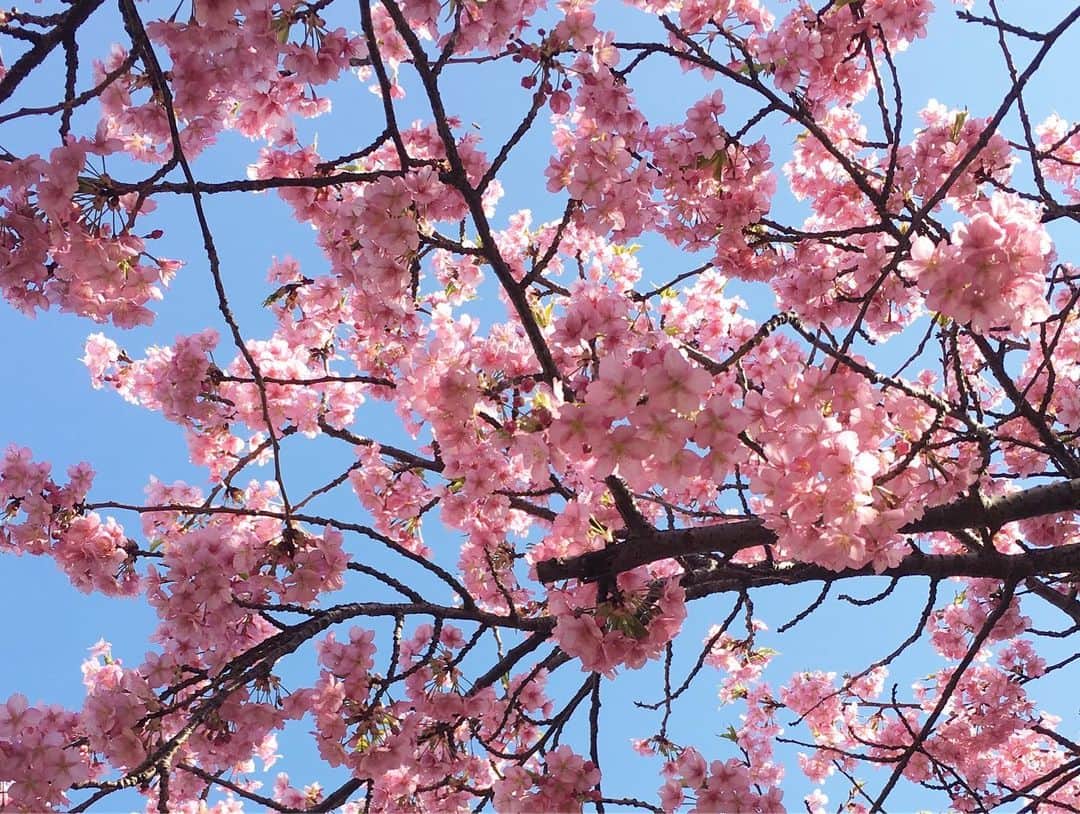 沙田瑞紀さんのインスタグラム写真 - (沙田瑞紀Instagram)「地元では河津桜が咲いていた〜 しかももう葉桜🌸🌿 和む〜〜 普通の桜はもうすこし先かな  #花粉よ去れ #河津桜 #千葉 #春  #伸ばしかけの前髪侍のもみあげみたいだけど許して」3月15日 17時24分 - mizuki_masuda