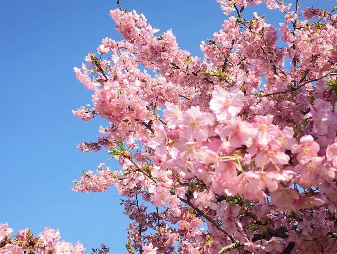 沙田瑞紀さんのインスタグラム写真 - (沙田瑞紀Instagram)「地元では河津桜が咲いていた〜 しかももう葉桜🌸🌿 和む〜〜 普通の桜はもうすこし先かな  #花粉よ去れ #河津桜 #千葉 #春  #伸ばしかけの前髪侍のもみあげみたいだけど許して」3月15日 17時24分 - mizuki_masuda