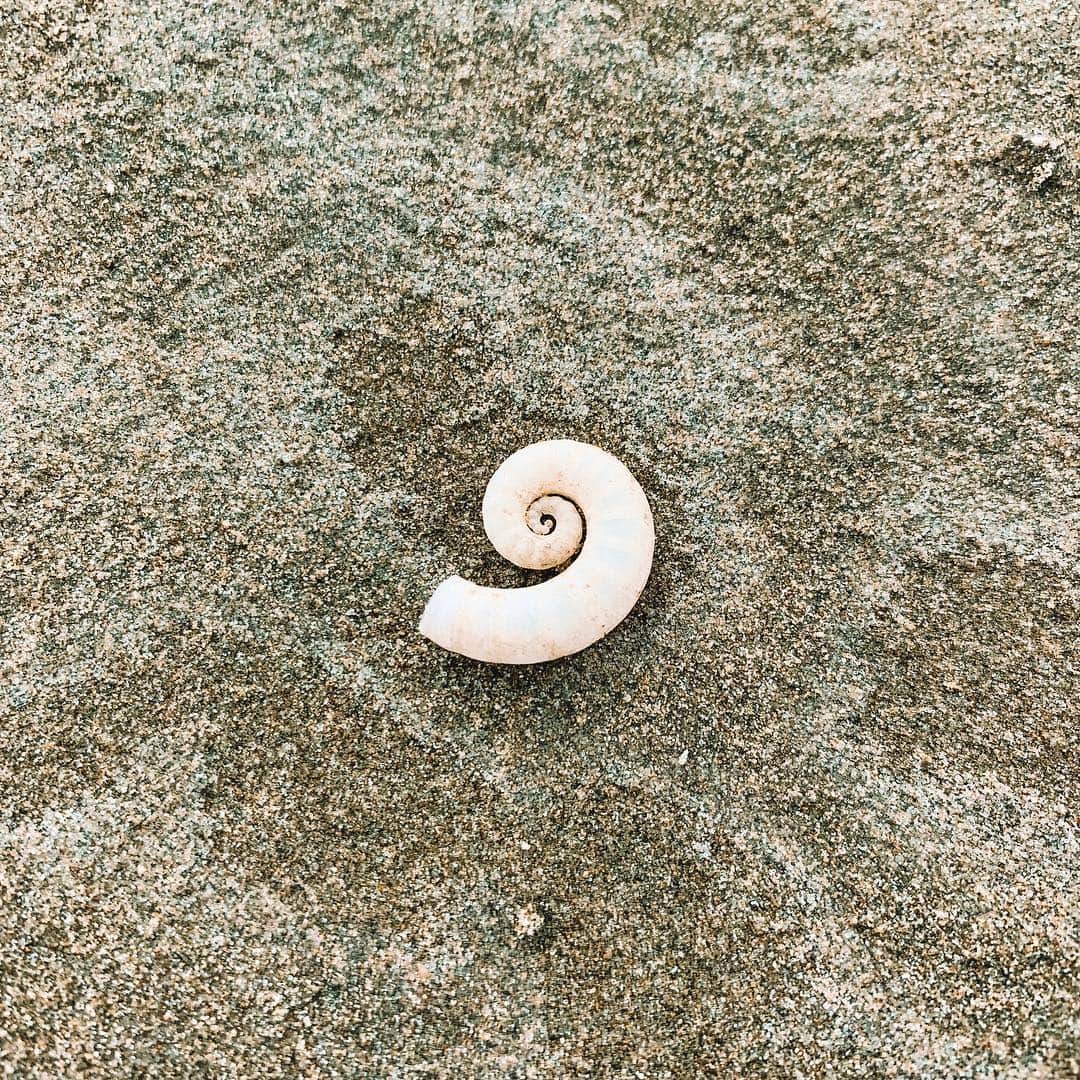 Rosanna Arkleさんのインスタグラム写真 - (Rosanna ArkleInstagram)「Absolutely devastated to hear what happened in Christchurch today😢 Stay strong and most importantly stay safe New Zealand.  Pictured is one of my favourite shells to collect in NZ.. It’s in the shape of a Koru (loop or coil) a symbol of Growth, Strength and Peace. 💕💕 Sending all my love  and thoughts ❤️🙏🏼 #Christchurch #NewZealand #Waitingontheworldtochange」3月15日 17時38分 - rosannaarkle