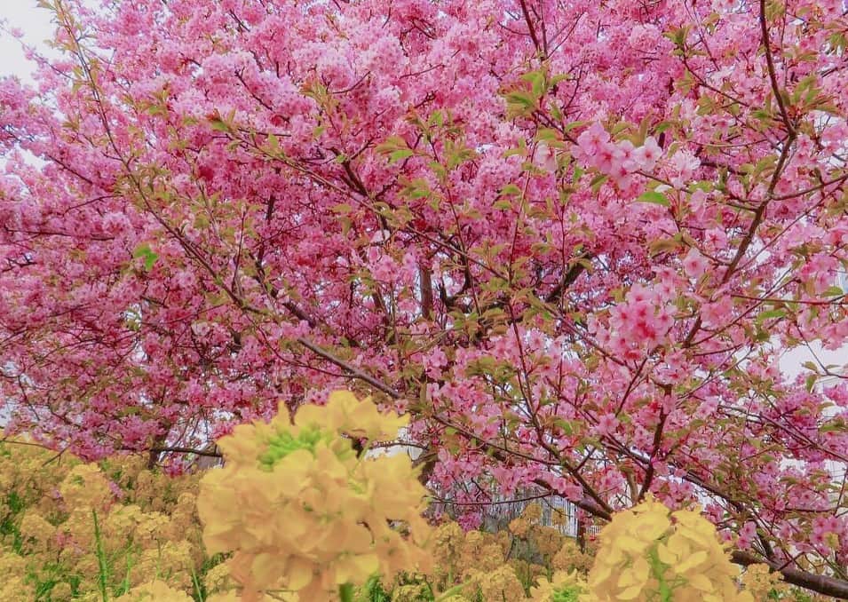 KKdayさんのインスタグラム写真 - (KKdayInstagram)「神奈川県にある松田山ハーブーガーデンに広がる360本の桜 天気が良ければ富士山を見ることも可能💗 ちょっと穴場の桜スポットに行きたい方にぴったりです🌸  桜の見頃：２月中旬〜３月中旬 入場料：無料 住所：神奈川県足柄上郡松田町松田惣領２９５１  公共交通機関：小田急線新松田駅から徒歩約20分、JR松田駅から徒歩約15分（JR松田駅からシャトルバス運行）  お車でお越しの方：東名大井松田IC下車。  #桜　#spring #pink #ig_japan #kkday #お花見　#花見　#松田山ハーブガーデン #cherryblossom #櫻花」3月15日 17時39分 - kkdayjp