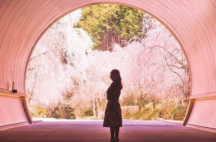 au公式Instagramアカウントのインスタグラム：「[#桜×#スマホジェニック]﻿ ﻿ 滋賀県「MIHO MUSEUM」で撮影されたこちらのお写真は @miko2.jp さんの#スマホジェニック な1枚🌸﻿ 今回は【桜トンネルで幻想的に撮影するテクニック】をご紹介します。﻿ ﻿ 撮影のポイントは「全体のバランス」と「ピント」。﻿ ﻿ 逆光になるよう、奥の桜にピントを合わせて撮影。﻿ “桜が人を包み込むようなイメージ”をテーマに人がメインとならないよう、人の大きさや距離感、ポーズを工夫されたんだそうです。﻿ また、人影の立ち位置が手前にあることで奥行き感が生まれていて◎。トンネルの向こう側にたくさんの桜が待っているような妄想をかき立てられますね😌🌸💭﻿ ぜひこちらを参考にして、皆さんも#桜 の素敵な一枚を撮影してみてくださいね！﻿ ﻿ ﻿ photo by @miko2.jp﻿」