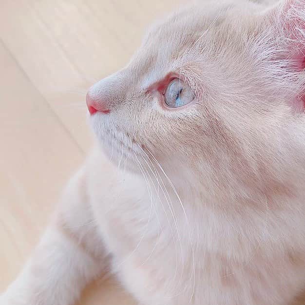 さぁやさんのインスタグラム写真 - (さぁやInstagram)「アル王子のイケメンな 美しい横顔いただきました💎 . . #ねこすたぐらむ #猫 #子猫 #cat #サイベリアン #siberiancat #アル」3月15日 18時27分 - saaya831