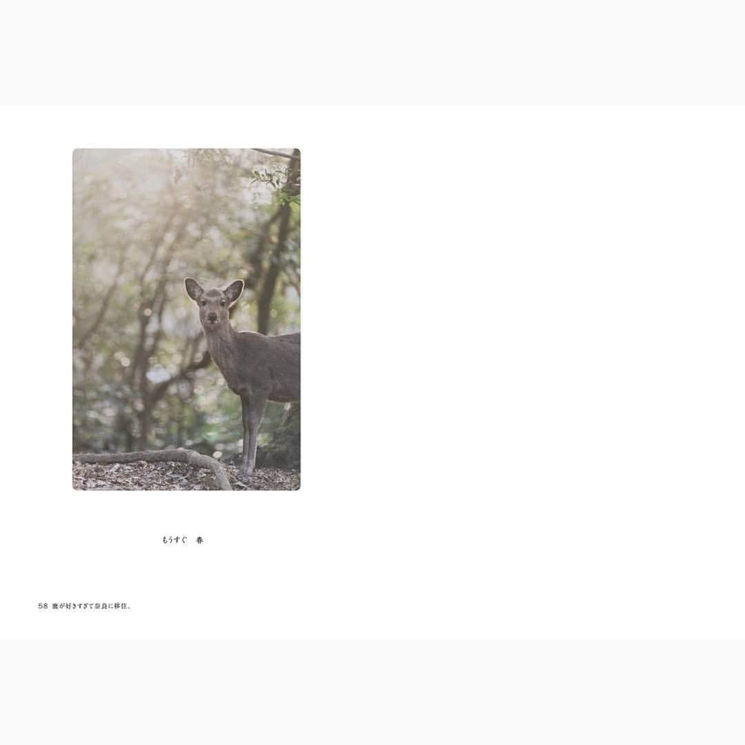 Photobackさんのインスタグラム写真 - (PhotobackInstagram)「毎月スタッフが特に気になった作品を ピックアップしてご紹介する「今月の一冊」📕 . 2019年3月の一冊は、 熊乃さんの作品 「鹿が好きすぎて奈良に移住。」です。 . タイトルのとおり、 いつでも大好きな鹿たちに会える そんな暮らしにあこがれて 奈良に移住したという熊野さん🤗 . 人懐っこいだけではなく ときには幻想的で神聖な 表情も見せる鹿たち。 季節とともに移りゆく、 鹿と奈良の春夏秋冬が 描かれています。 . そんな鹿に魅せられてた 作者さんの鹿への 深い愛情を感じる一冊です。 . 今月の一冊 「鹿が好きすぎて奈良に移住。」を すべてご覧になりたい方は、 Photoback公式サイト (https://www.photoback.jp/ )の 「みんなの作品」ページから チェックしてみてください👀✨ .. #photoback #フォトバック #フォトアルバム #フォトブック #LIFE #photoback新アプリリリース #photoback今月の一冊 #photoback作品紹介2019 #写真 #photo #思い出 #鹿が好きすぎて奈良に移住。 #鹿 #奈良 #奈良公園 #日常 #春夏秋冬 #季節の移り変わり #日本の四季」3月15日 18時28分 - photoback.jp
