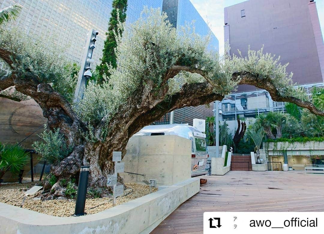 のインスタグラム：「#Repost @awo__official • • • • • • 本日、3月15日は「#オリーブの日」です。﻿ 昭和天皇が小豆島を訪れた際に、オリーブの種を撒かれたことが由来となっており、1972年に制定されました。﻿ ﻿ 平和と繁栄の象徴として国連やオリンピックのシンボルに選ばれているオリーブの木。﻿ ﻿ #ginzasonypark にある #アヲGINZATOKYO のオリーブは、推定樹齢1000年、重さ約6トンを超える巨木で数あるオリーブの中でも「ファルガ」という、寒さや移植に最も強い品種です。﻿ ﻿ #買える公園 #変わり続ける公園 #アヲGINZATOKYO #アヲ #日本緑化企画 #西畠清順#seijunnishihata﻿ #そら植物園#sorabotanicalgardenproject #銀座ソニーパーク#gs89 #銀座#春 #spring﻿ #オリーブ#olive」