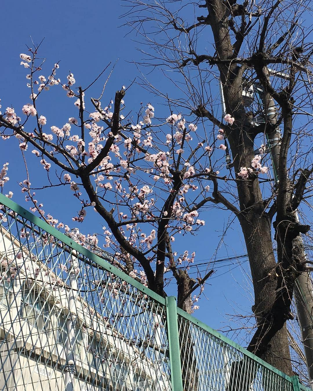 木部さんさんのインスタグラム写真 - (木部さんInstagram)「近所の学校の桜🌸が咲きはじめています！ . . 桜の季節はもうそこまできていますね！🌸✨ . . . #春がくる #さくら #桜 #sakura🌸 #青空 #cherryblossom #bluesky」3月15日 19時11分 - kibe_dayo