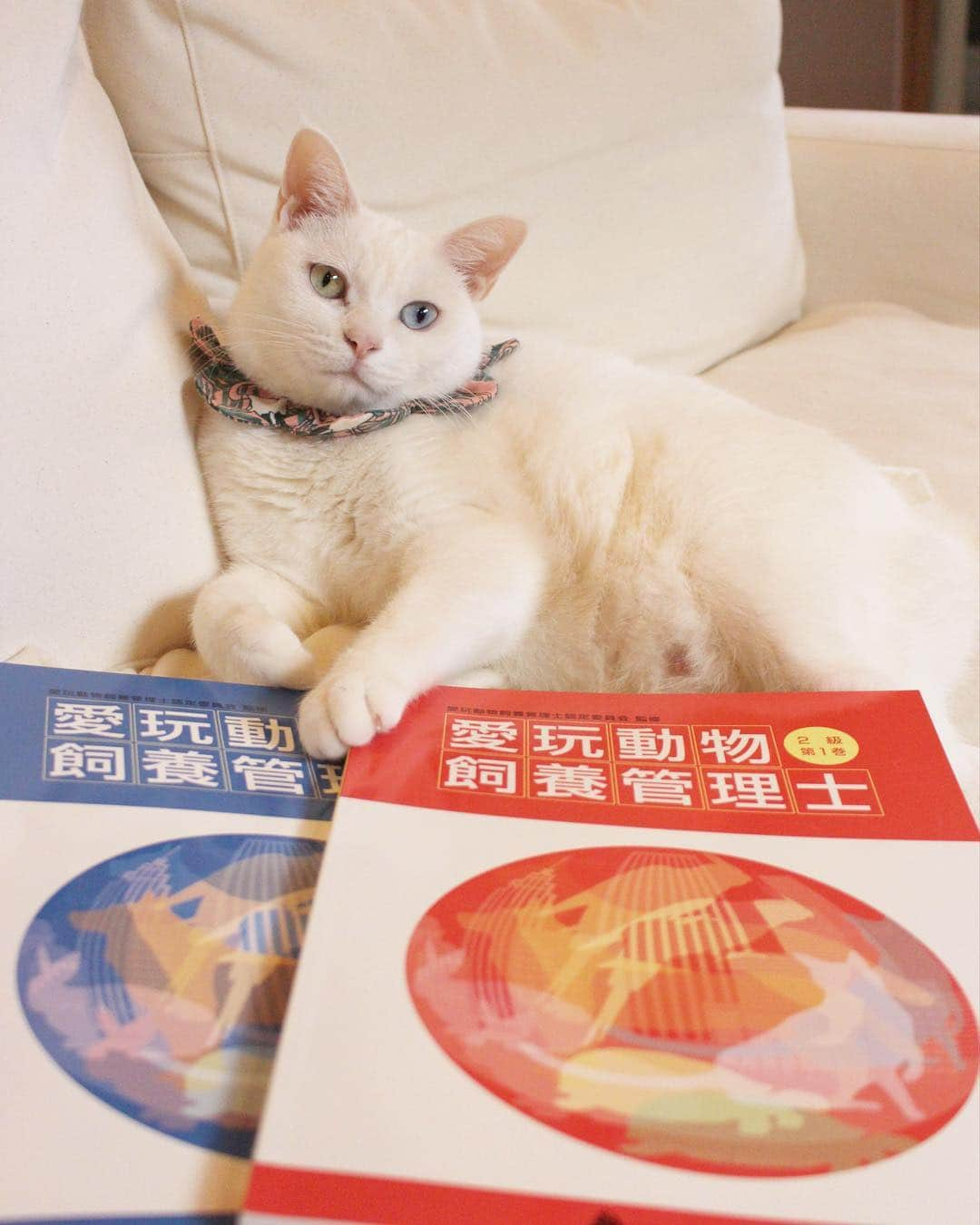 maimocotoさんのインスタグラム写真 - (maimocotoInstagram)「今年、"愛玩動物飼養管理士"の資格取得に挑戦することにしました！ ＊ ＊  趣味で保護活動を始めてもうすぐ４年。ずっと取りたいと思って資料を取り寄せてはいたけれど、忙しさを理由に中々始められていなくて💦 でもここで宣言しちゃえばやらざるを得ない！笑 がんばります💪 モコももうすぐ19歳。保護猫ちゃんたちも毎回色んな子が来ます。そしてDMでたくさんの相談も来ます。 セオリー通りには行かない事も多くてその度に勉強してきました。猫に関しての勉強は好きな事だし、命に関わる事だし、すんなり頭に入ってきます。資格を持っていれば説得力も信頼度も上がるかな？ 近い将来、外猫をみんな家猫にして、野良猫ゼロの世の中にしたい！という目標の為にも知識を増やしたいと思います🐈 ＊ ＊  この資格は18万人の人が持っていて国が認定している公益法人らしいですよ。とりあえず保護活動を続けるのにもモココトや保護猫ちゃんたちの健康のためにも持っていたら役に立つし、勉強します！ 今回取得を目指す方いらっしゃいますか？一緒にがんばりましょうね〜♪ ＊ ＊ 『まーまのサポート、がんばるの、あたち』 ＊ ＊  #日本愛玩動物協会  #愛玩動物飼養管理士  #ペットの資格  #ねことの生活」3月15日 19時06分 - maihimemoco