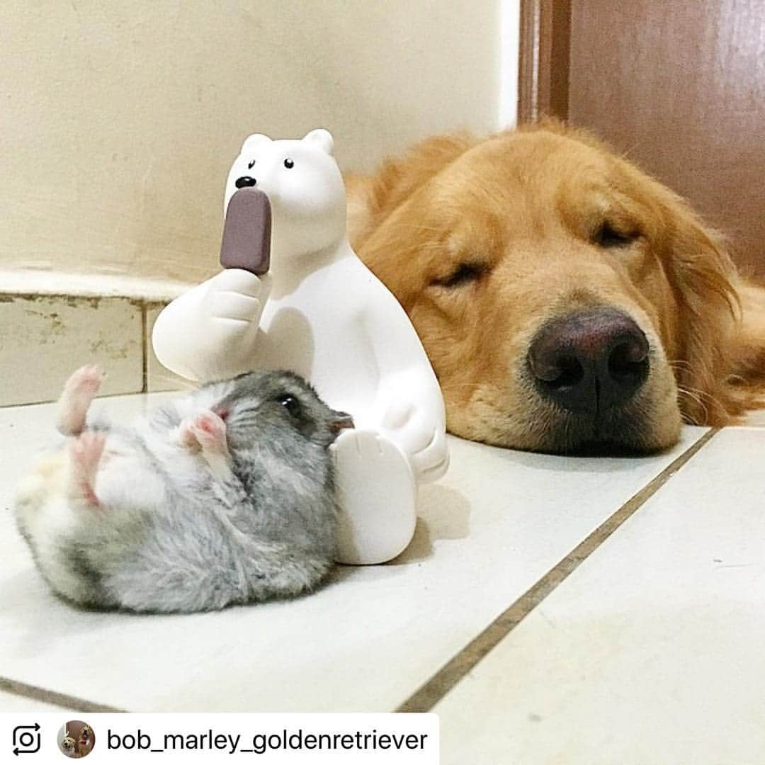 Bobさんのインスタグラム写真 - (BobInstagram)「Top 10 pra relembrar do nosso amigo Hamster que já virou ⭐️♥️ #dogsofinstagram #petstagram #goldenretriever #goldenretrievers #ilovegolden_retrievers #instagrammers #instagram」3月15日 19時12分 - bob_marley_goldenretriever