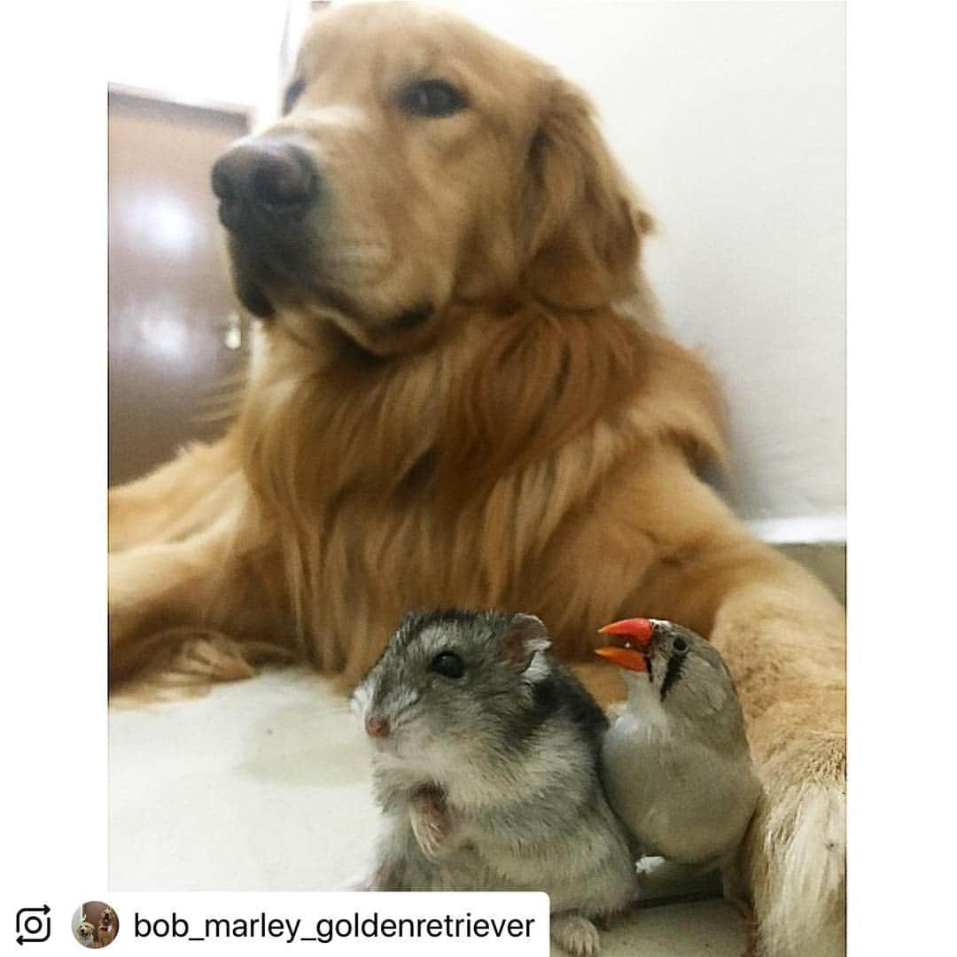 Bobさんのインスタグラム写真 - (BobInstagram)「Top 10 pra relembrar do nosso amigo Hamster que já virou ⭐️♥️ #dogsofinstagram #petstagram #goldenretriever #goldenretrievers #ilovegolden_retrievers #instagrammers #instagram」3月15日 19時12分 - bob_marley_goldenretriever