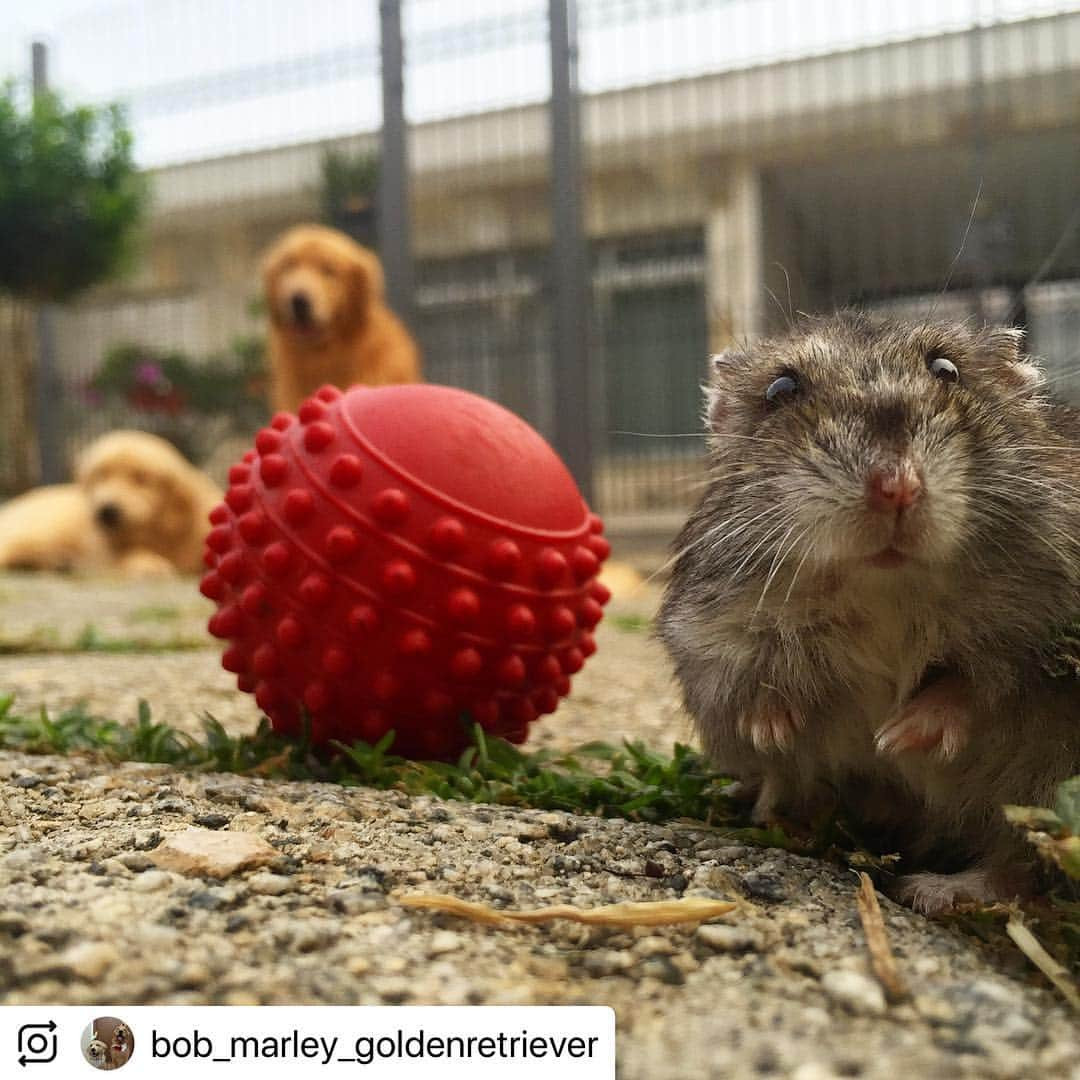 Bobさんのインスタグラム写真 - (BobInstagram)「Top 10 pra relembrar do nosso amigo Hamster que já virou ⭐️♥️ #dogsofinstagram #petstagram #goldenretriever #goldenretrievers #ilovegolden_retrievers #instagrammers #instagram」3月15日 19時12分 - bob_marley_goldenretriever