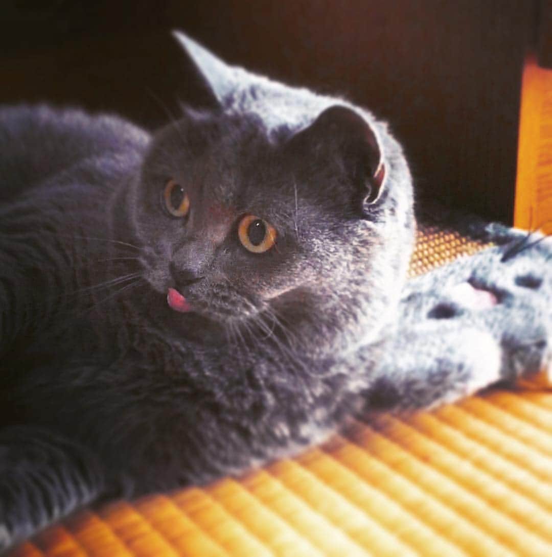 チキン南蛮カレーのルウ王子のグルメインスタ