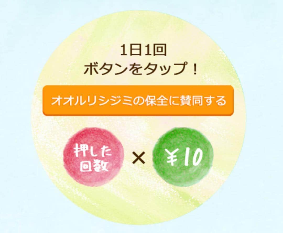 manami☺︎satoさんのインスタグラム写真 - (manami☺︎satoInstagram)「🦋 先日参加した、日本自然保護協会 さんのイベント🌳 ・ ・ ( @greengoo_jp )で、 幸せを運ぶ青い蝶、オオルリシジミが 絶滅しないように守ろう！という キャンペーンが開催されています。 【3月31日まで】 ・ 上記アカウントのプロフィールに記載されているサイト にアクセスして1日1回ボタンをクリックすると、 クリック数×10円が日本自然保護協会さんに 寄付されます✨ 私も毎日ポチッとしています凸\(´L_`　)ﾎﾟﾁｯ ・ アカウントをフォローしてキャンペーン商品に いいねをすると、商品が当たるキャンペーンも！😍 ・ 九州の阿蘇地方と長野県にしか生息して いないオオルリシジミという美しい蝶々🦋 草原に自生する、クララという草しか食べないので、 草原を維持しないと、食べるものがなくなって しまうそう。。 ・ 草原を維持するには、  ①牛肉を消費する(熊本のあか牛) (100gの牛肉を食べると約4畳半の草原が維持できる)  ②里山のお米や山菜を消費する(長野) ↓ クララが残る草原が維持される ↓ オオルリシジミの保全につながる！ ・ このような形で自然保護に協力できることも あるのか...と勉強になりました。 ・ #たくみの里食堂 のシェフが作ってくださった 素晴らしいお料理の数々🥰 オオルリシジミの保全につながる、 あか牛やお米、山菜などが使われています🥩 ・ おいしすぎました♡♡‪(*ˊᵕˋ* ) ご馳走様でした🙏🏻 ・ #緑のgoo #オオルリシジミ #日本自然保護協会 #自然保護 #自然好きな人と繋がりたい #絶滅危惧種 #蝶々 #あか牛 #肉 #熊本 #長野 #ローストビーフ #おいしい #おにぎり #お米 #おいしいごはん #美味しい」3月15日 19時16分 - fuwari_kinaco