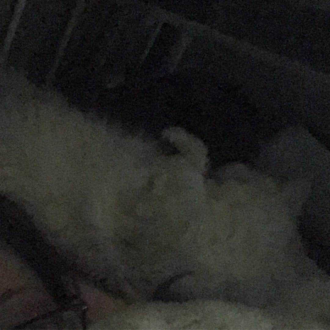 河西美希さんのインスタグラム写真 - (河西美希Instagram)「猫が珍しく横で少し寝てくれたんだけど 画質ガリッガリでようわからん」3月15日 19時18分 - mikipon1111