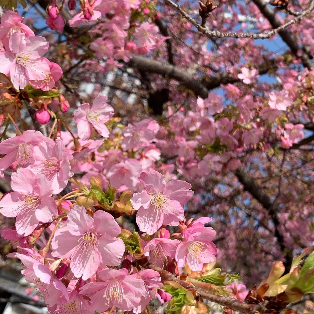 澤野井香里さんのインスタグラム写真 - (澤野井香里Instagram)「ネイルを新しくしに#チェリッシュネイル へ💅﻿ ﻿ 春らしく#ピンクネイル に#シェル を埋め込んでキラキラ✨﻿ ﻿ ホロやパールでアートして頂いてお気に入り(*^_^*) ﻿ ﻿ 近所の公園に咲いているお花が綺麗でパチリ✨﻿ ﻿ 暖かくなってきたので、そろそろお花見も計画しなくちゃ＾＾🌸🍡 ﻿ ﻿ ☎︎078-587-8499﻿﻿ @cherish_nail ﻿﻿ #japan #kobe #sannomiya #cherish #nail #nailsalon #神戸 #北野 #三宮 #神戸ネイル #三宮ネイル #チェリッシュ #ネイル #ママネイル #春ネイル #プライベートネイルサロン #💅 #ks_nail✨#ks_kobe✨#ks_19✨」3月15日 19時32分 - kaori_sawanoi