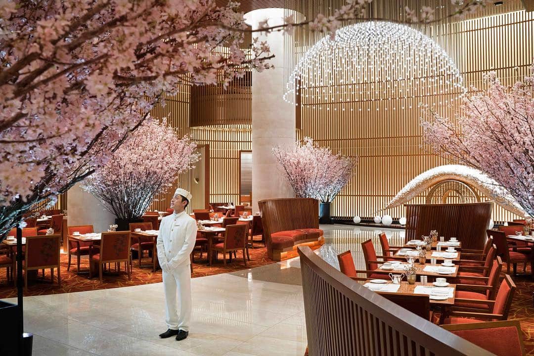 The Peninsula Tokyo/ザ・ペニンシュラ東京さんのインスタグラム写真 - (The Peninsula Tokyo/ザ・ペニンシュラ東京Instagram)「桜の開花を待ちわびるザ・ペニンシュラ東京では、今日より「桜プロモーション」を実施いたします！🌸多くの皆さまに日本の文化である桜の風情と美しさをお届けできますよう、アフタヌーンティーをはじめ、スイーツアイテムやカクテル、そして桜のアメニティなど数々のスペシャルなアイテムをご用意いたします。どうぞ、お楽しみに♪⠀ ⠀ Sakura (cherry blossom) season is right around the corner and we're so excited to share with you why #PeninsulaTokyoLovesSakura ! 🌸Join us all this month in celebrating Japan's iconic blossom bursting season and discover our range of sakura-inspired experiences fit for the whole family.  View link in bio for more details.⠀」3月15日 19時35分 - thepeninsulatokyo