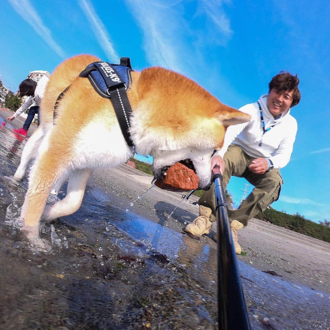 BlackRed shibasさんのインスタグラム写真 - (BlackRed shibasInstagram)「Dive Musashi! . 1 My stone 👉 2 Catch stone 👉3 Good job Musashi . #goprohero7 @gopro @goprojp . . #GoProJP #neneandmusashi2019 #GoPro #ゴープロ #shiba #shibinu #柴犬 #しばいぬ #japan #gopropets #lovely #cute #goprodog #goproのある生活 #happy #goprodog #gopropets #toyota_dog #otvadventures #besomedoggy #doggo #goprodogsquad #浜名湖 #capturedifferent #柴犬ライフ #gopro7 #goprohero7black #dive」3月15日 19時39分 - black_red_jp