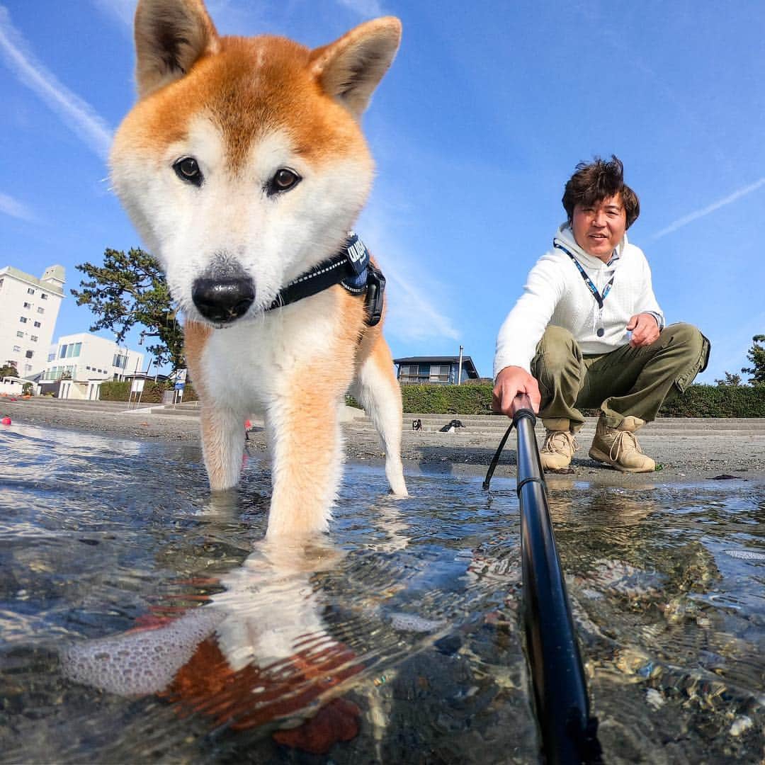BlackRed shibasのインスタグラム