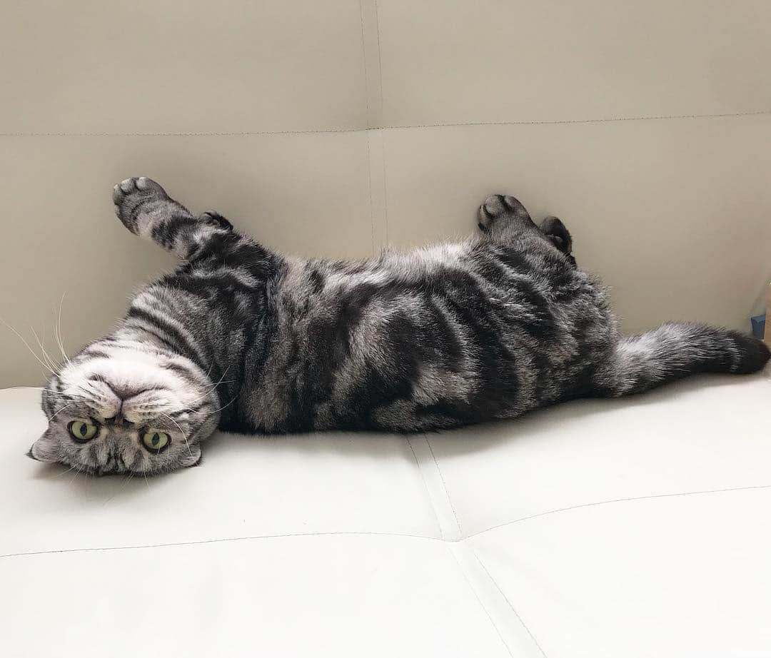 のインスタグラム：「🐱Hi there! 🐱どうも！ ーーーーーーーーーーー 📕「ぷっちねこ。」単行本発売中 📗「3匹のちいさな猫を召喚できたなら」 📘「ちいさな猫を召喚できたなら」重版出来 ーーーーーーーーーーー ⭐︎ねこ漫画を描いています→@tacos_cat 🐱公式→@chiisanacat 🌺Twitter →@taco_emonemon ーーーーーーーーーーー」