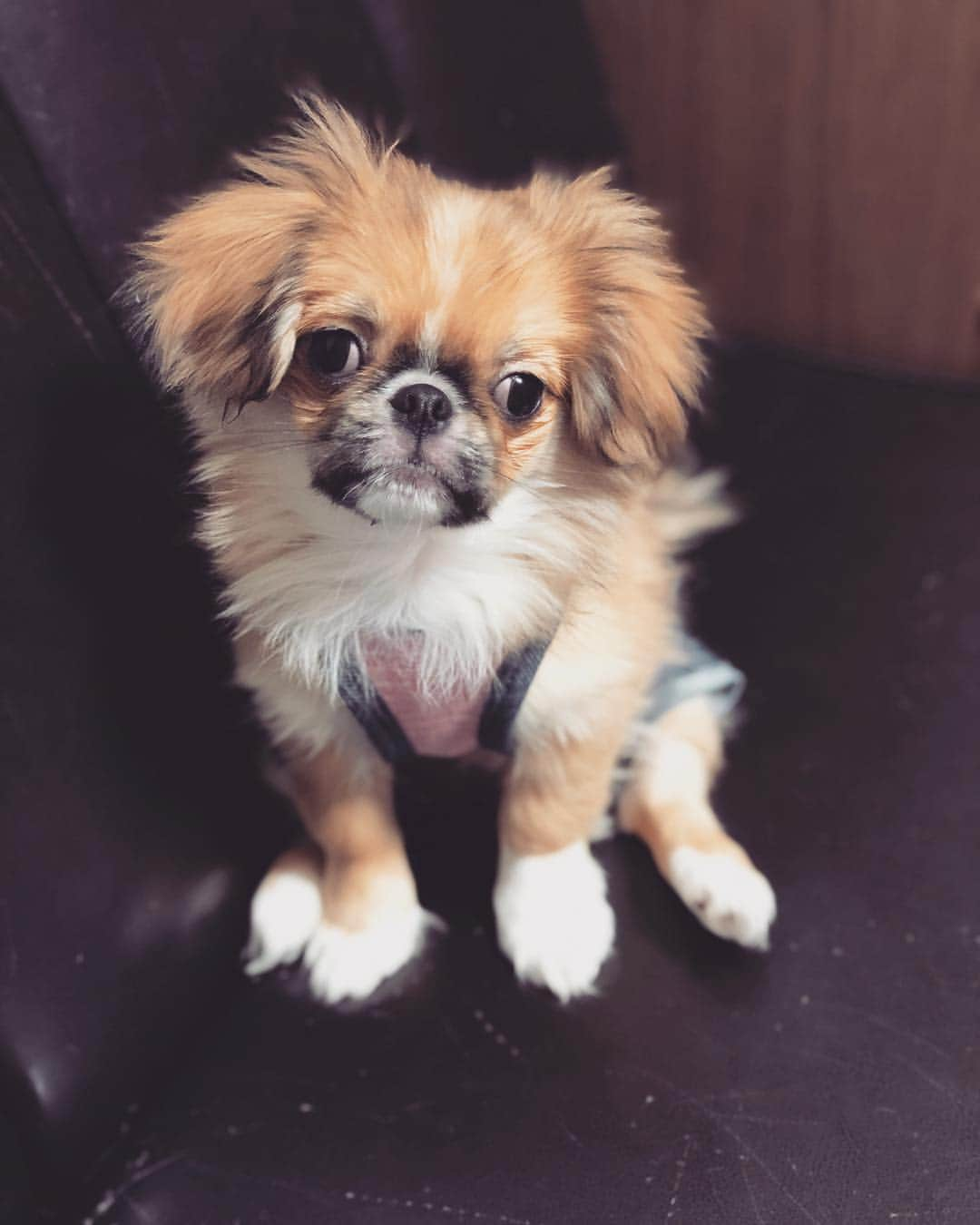 juntowaさんのインスタグラム写真 - (juntowaInstagram)「こげ茶が赤茶っぽく進化。#子犬#成長記録」3月15日 19時49分 - juntowa