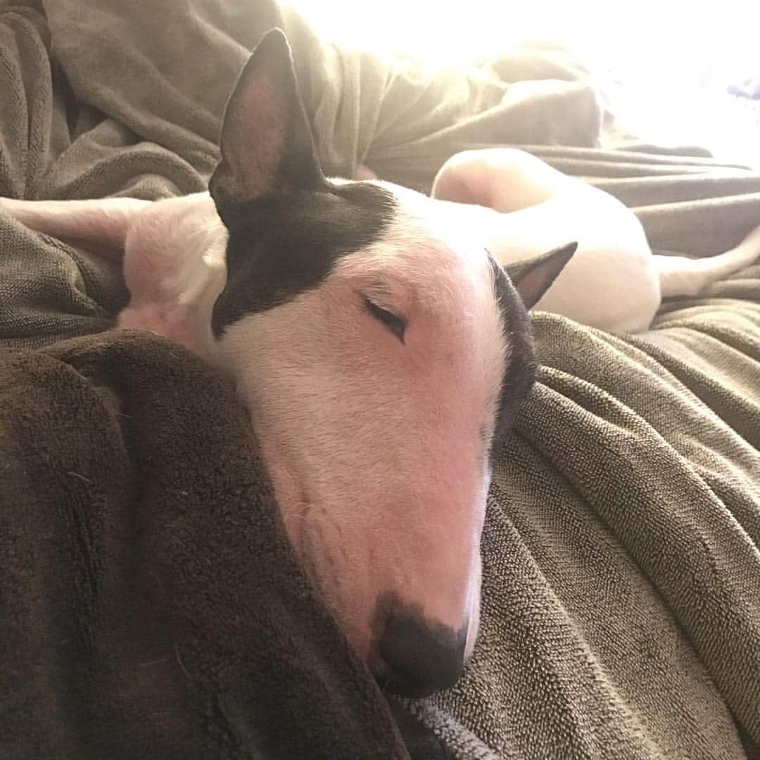 のインスタグラム：「#minituru#bull#terrier#minibullterrier#miniturubullterrier#dog#dogstagram#cute#qtaro#love#family#ミニチュア#ブルテリア#ミニチュアブルテリア#Q太郎」