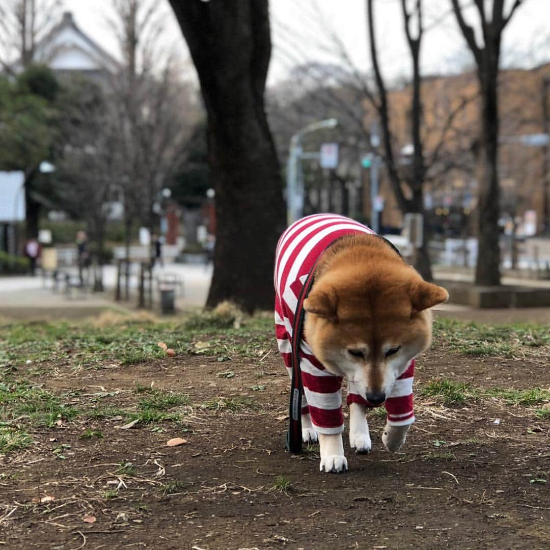 くるみさんのインスタグラム写真 - (くるみInstagram)「. 飼い主の何が悪かったのだろう…  こんなにつまらなそうに散歩する犬 いるかな… . . #苦行 #収監直前 #脱獄柴 #飼い主はいつも #こんなこいるかな  #の替え歌を歌いながら歩きます」3月15日 20時46分 - kurukurukurumi222