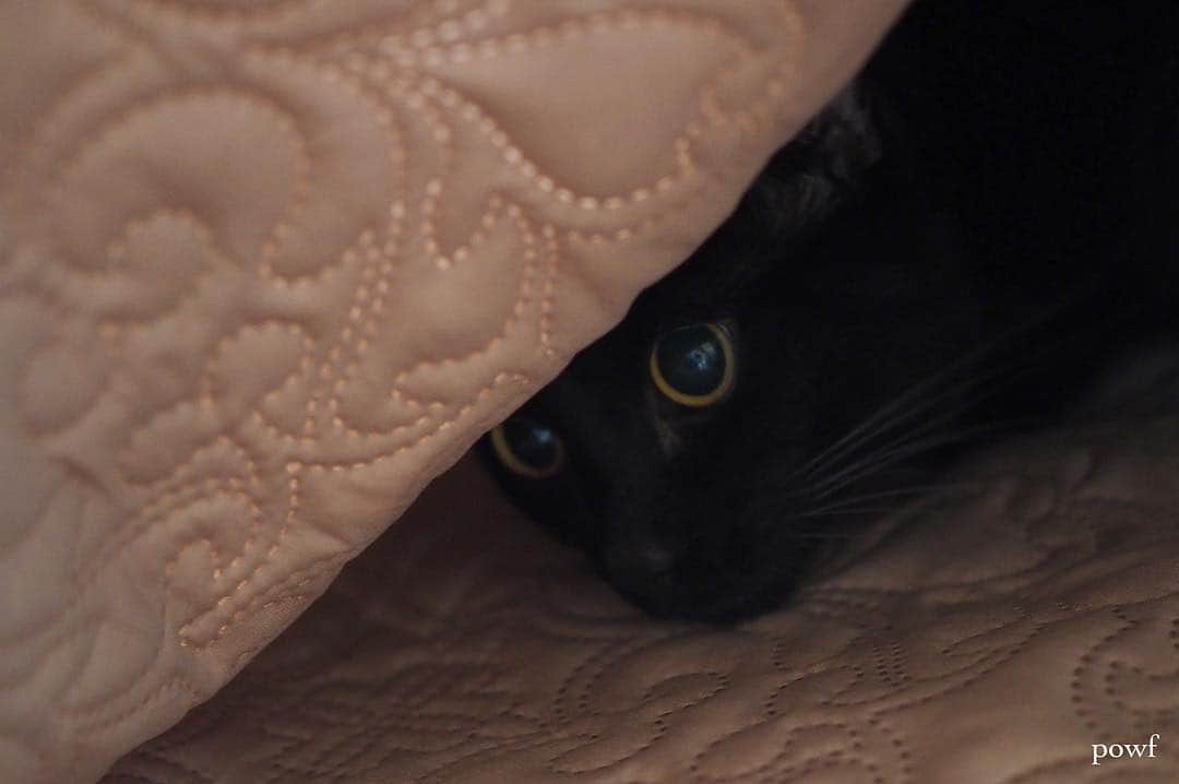 anemone_69のインスタグラム：「. かくれんぼちゅー . . #ハカセとキョウジュ #blackcat #黒猫 #cat #猫 . .」