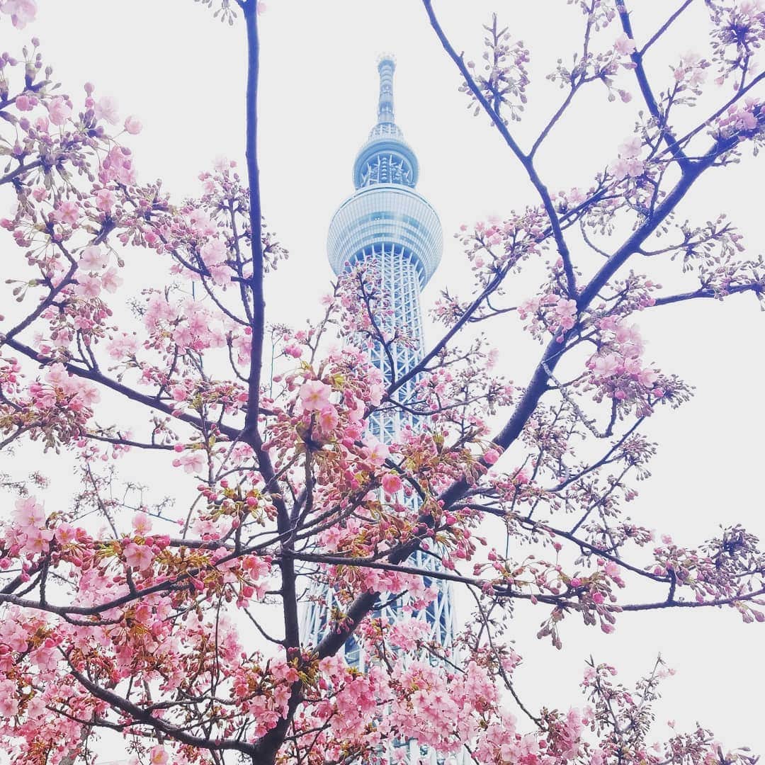 池田香織さんのインスタグラム写真 - (池田香織Instagram)「#スカイツリー  #skytree #梅 #umebloosom #tokyo」3月15日 21時00分 - qaori