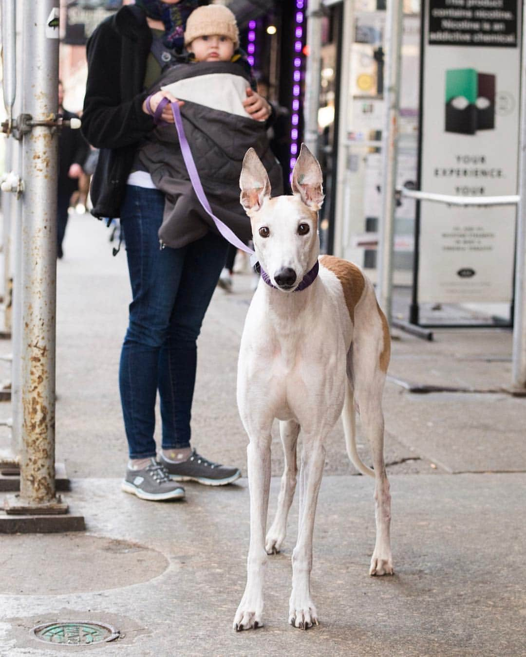 The Dogistさんのインスタグラム写真 - (The DogistInstagram)「Watson, Greyhound (9 y/o), West 4th & Barrow St., New York, NY • “You have to fight him for the couch. He raced in Florida and we got him when he was four.”」3月16日 7時26分 - thedogist