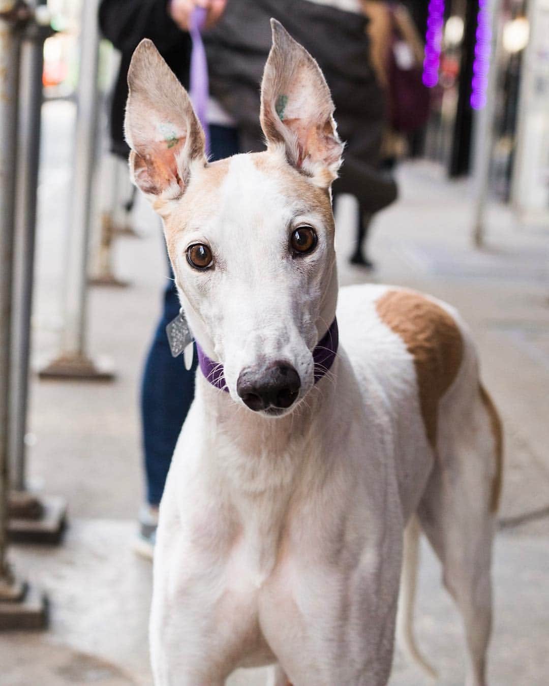The Dogistさんのインスタグラム写真 - (The DogistInstagram)「Watson, Greyhound (9 y/o), West 4th & Barrow St., New York, NY • “You have to fight him for the couch. He raced in Florida and we got him when he was four.”」3月16日 7時26分 - thedogist