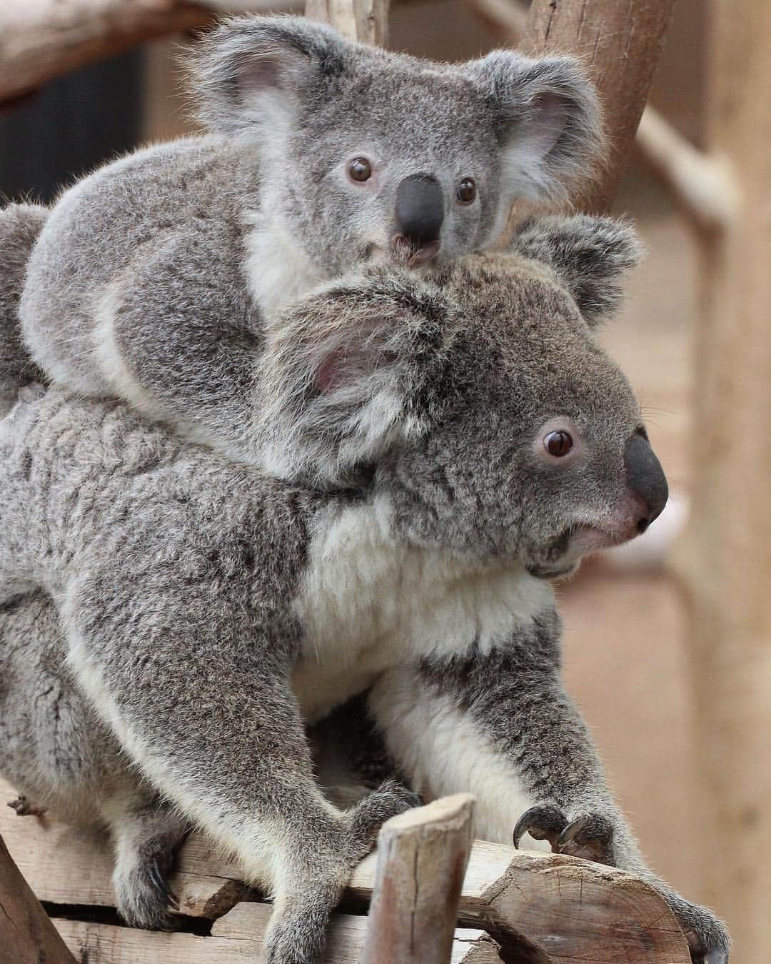 San Diego Zooさんのインスタグラム写真 - (San Diego ZooInstagram)「Your Koalafornia Zoober is pulling up soon! Climb out to the front branch and look for your driver in a fluffy grey coat. Koalafied passengers get complimentary eucalyptus for every shared ride. 🍃🐨🍃 #punsfordays #koalitycontent #Koalafornia #SanDiegoZoober #rideshare #sandiegozoo 📷: Mary-Ellen Jordan」3月16日 7時51分 - sandiegozoo