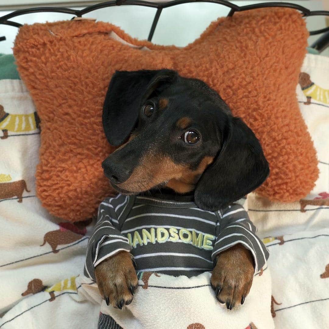 Crusoe the Celebrity Dachshundさんのインスタグラム写真 - (Crusoe the Celebrity DachshundInstagram)「"Lend me a paw in wishing my little brother Oakley a very HAPPY BIRTHDAY! Today he turns 8!" ~ Crusoe」3月15日 22時58分 - crusoe_dachshund
