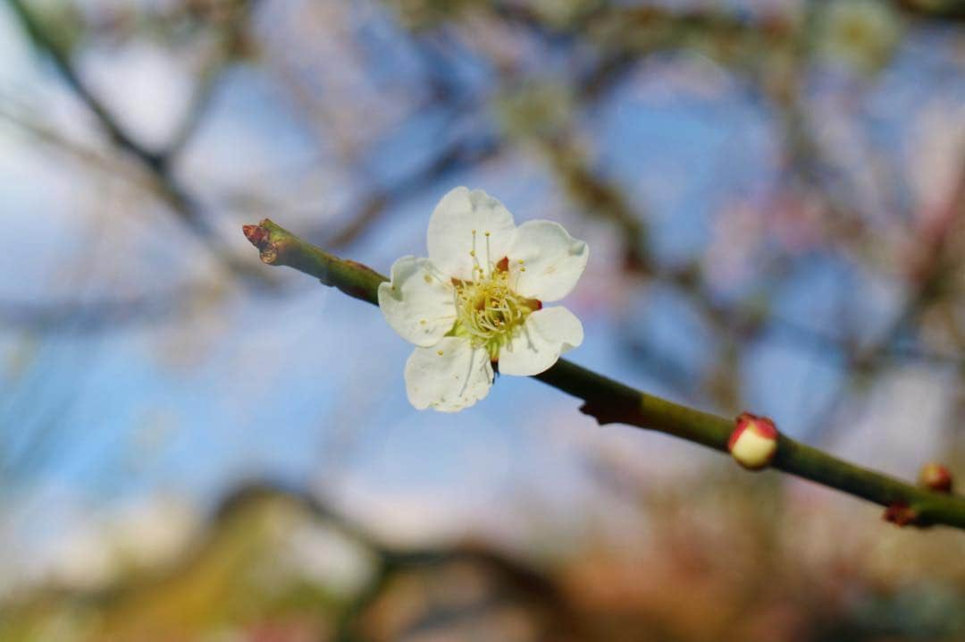 金澤有希さんのインスタグラム写真 - (金澤有希Instagram)「2019 Spring ・ ・ 毎年撮っている桜！ 今年は、テーマを決めて撮ってみました！ ・ 1枚目のテーマは、入学式 2枚目のテーマは、卒業式 で撮ってみました！ ・ そして3枚目は、望遠レンズに切り替えて鳥を頑張って撮ってみたよ。 ちなみに、1.2枚目と桜の色違うでしょ？でも、同じ木に咲いてました！不思議だね！！ ・ ・ ・ ・ #東京カメラ #神代植物公園 #東京カメラ部 #カメラ女子 #桜 #foto #camera #canon #カメラ好きな人と繋がりたい」3月15日 22時51分 - yuuki_kanazawa0501