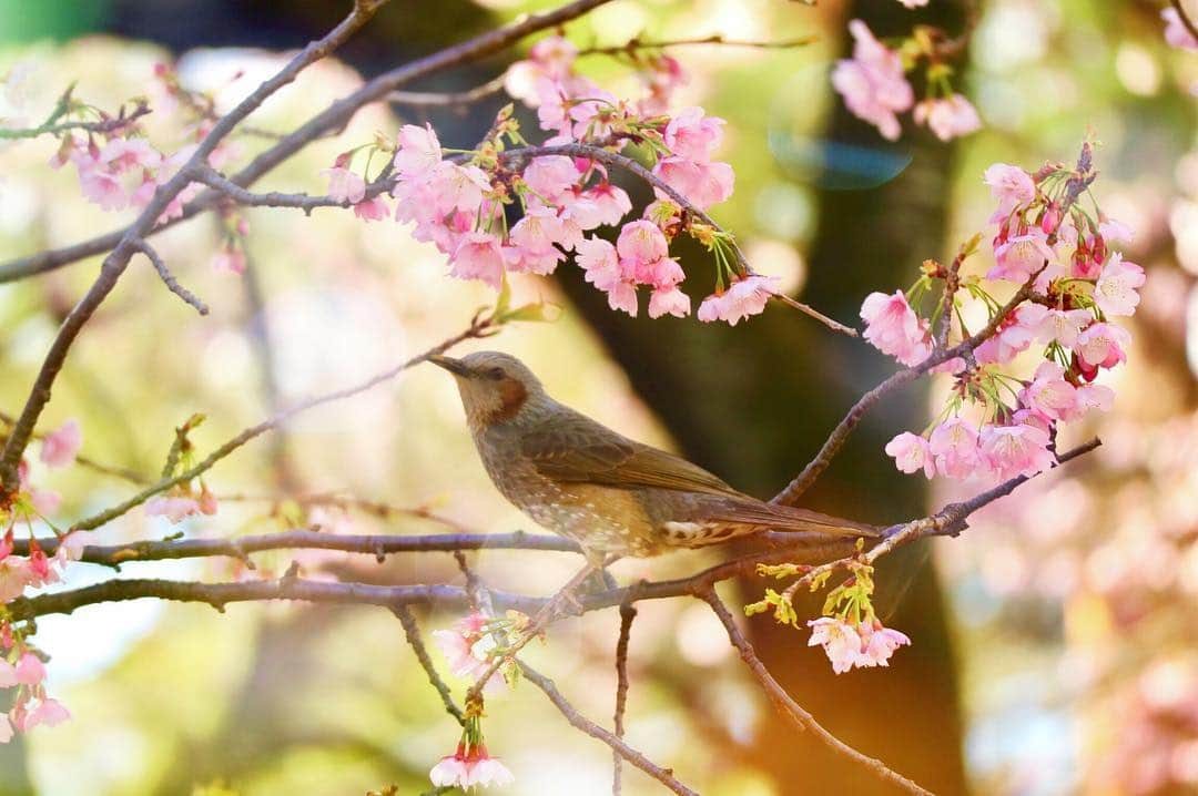 金澤有希さんのインスタグラム写真 - (金澤有希Instagram)「2019 Spring ・ ・ 毎年撮っている桜！ 今年は、テーマを決めて撮ってみました！ ・ 1枚目のテーマは、入学式 2枚目のテーマは、卒業式 で撮ってみました！ ・ そして3枚目は、望遠レンズに切り替えて鳥を頑張って撮ってみたよ。 ちなみに、1.2枚目と桜の色違うでしょ？でも、同じ木に咲いてました！不思議だね！！ ・ ・ ・ ・ #東京カメラ #神代植物公園 #東京カメラ部 #カメラ女子 #桜 #foto #camera #canon #カメラ好きな人と繋がりたい」3月15日 22時51分 - yuuki_kanazawa0501