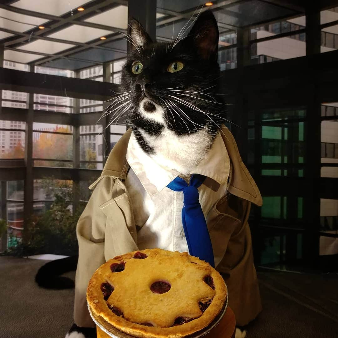 猫コスプレさんのインスタグラム写真 - (猫コスプレInstagram)「We didn't forget the pie.  #Castiel #Supernatural . . . . . . . . . . #castielwinchester #castielcosplay #castielangelofthelord #castieltheangel #supernaturalcosplay #supernaturalfandom #spnfamily #spn #spncosplay #CatCosplay #cosplay #catcostume #PetCostumes #awesome #funny #funnycats」3月15日 22時58分 - cat_cosplay