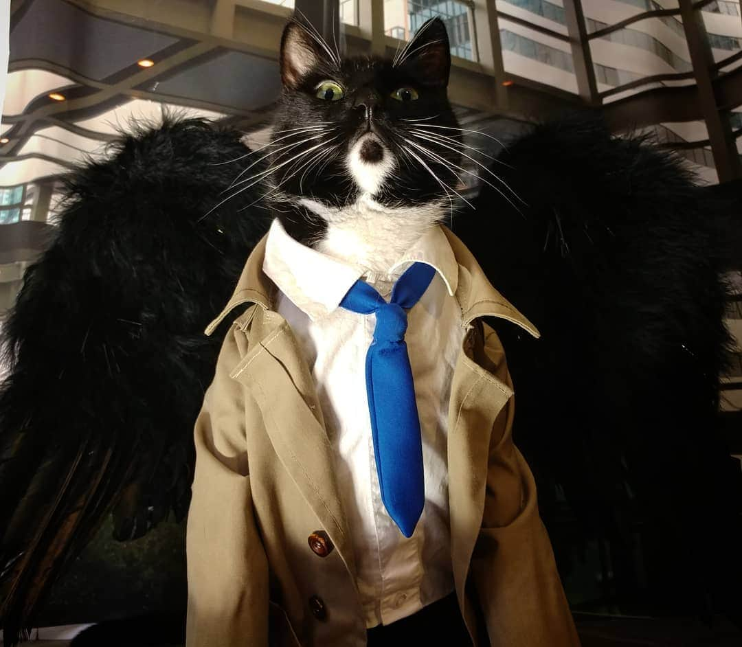 猫コスプレさんのインスタグラム写真 - (猫コスプレInstagram)「“This is a vessel. My true form is approximately the size of your Chrysler building.” ~Catsiel  #Castiel #Supernatural . . . . . . . . . . #castielwinchester #castielcosplay #castielangelofthelord #castieltheangel #supernaturalcosplay #supernaturalfandom #spnfamily #spn #spncosplay #CatCosplay #cosplay #catcostume #PetCostumes #awesome #funny #funnycats #angel」3月15日 23時01分 - cat_cosplay