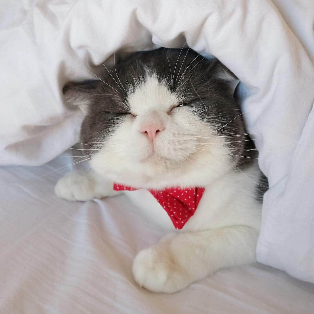 catinberlinさんのインスタグラム写真 - (catinberlinInstagram)「Happy #WorldSleepDay! 😴 www.catinberlin.com」3月15日 23時23分 - catinberlin