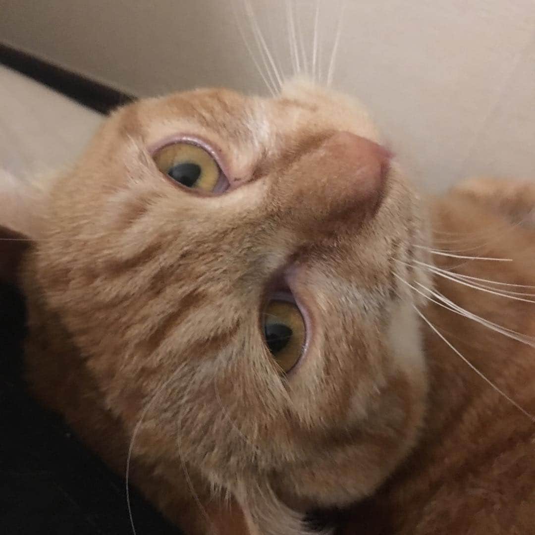 のインスタグラム：「カメラを向けたら起きちゃったチャイ #kurohakuchai #tabby #orangetabby #cat #猫 #茶トラ」