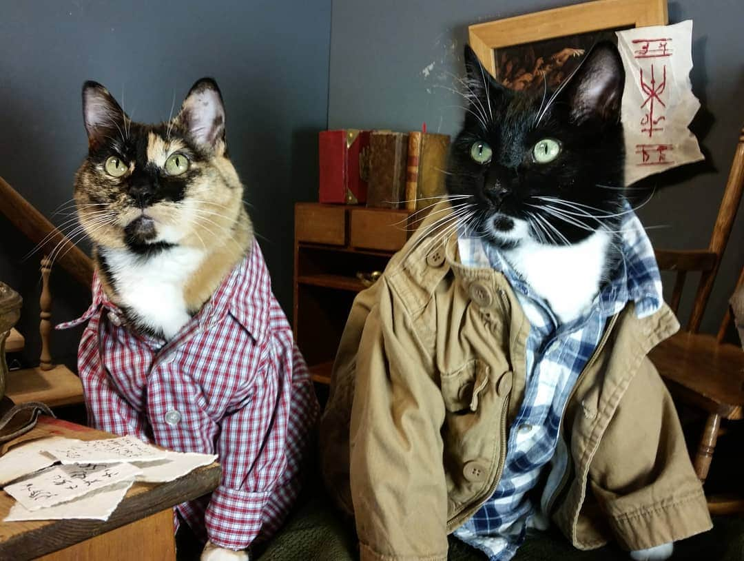 猫コスプレさんのインスタグラム写真 - (猫コスプレInstagram)「Castiel has been one of our most requested costumes since we did Sam and Dean a few years back.  #SamandDean #Supernatural . . . . . . . . . . #winchester #samwinchester #deanwinchester #supernaturalcosplay #supernaturalfandom #spnfamily #spn #spncosplay #CatCosplay #cosplay #catcostume #PetCostumes」3月15日 23時40分 - cat_cosplay