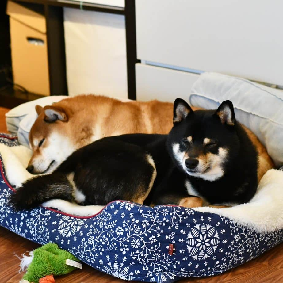 ?Fricko the Shiba Inu?さんのインスタグラム写真 - (?Fricko the Shiba Inu?Instagram)「Sleep will make Friday end soon!😅Have an awesome weekend my friends! 🐾 🐾 🐾 #FrickoandKeaton #🐶 #☀️ #shiba #shibainu #dog #柴犬 #赤柴 #黒柴  #adorable #shibalovers #shibaholics  #dogoftheday  #weeklyfluff #aww #dogstagram  #dogscorner #puppiesofinstagram #shibapuppy」3月15日 23時46分 - umigiva