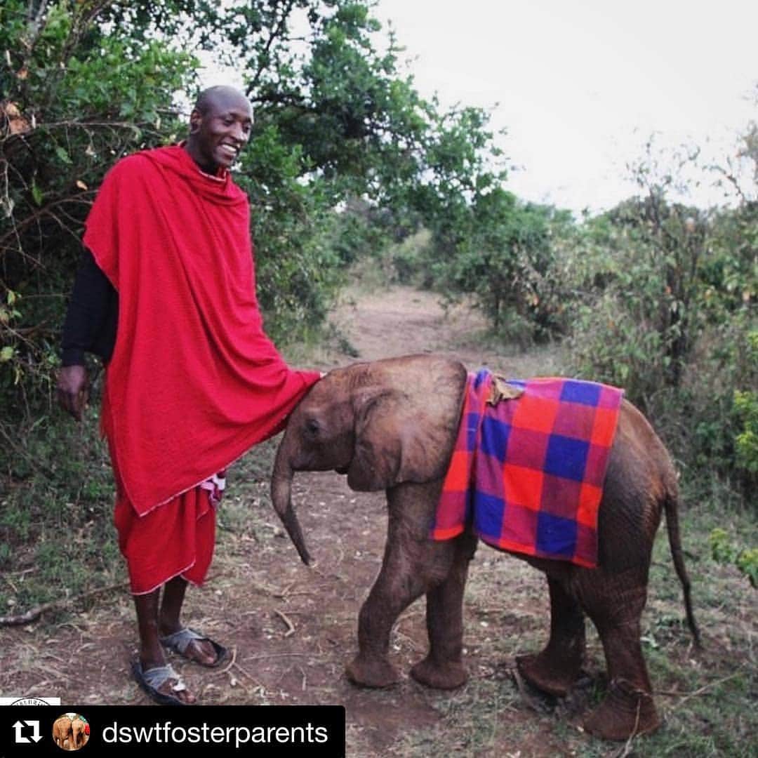 クリスティン・デイヴィスさんのインスタグラム写真 - (クリスティン・デイヴィスInstagram)「I ‘d just like to post something positive today . This is Muterian, a local Kenyan who single handedly saved this baby elephant from further harm after he fell into a well. The 🐘 is now named Lemoyian and is thriving with @sheldricktrust . Good people step up to help and it is important to remember that ! Thank you Muterian❤️❤️❤️❤️ ・・・ Reposted from @sheldricktrust -  #tbt, October 2012: On an otherwise normal October evening, a community on the border of Amboseli National Park heard a commotion by the Lemoyian Well. At sunrise, a local livestock owner named Muterian discovered the source of the noise: a mother elephant desperately trying to free her calf, who had fallen into the watering hole. He reported the situation, but in the meantime, cattle began converging at the well, and the mother was forced to leave the scene. Muterian stayed with the baby until help arrived, single-handedly chasing off a group of youths who wanted to spear him — and it’s thanks to him that Lemoiyan (as we named him) is alive today. After the three-month-old calf was all settled in at our Nursery, Muterian came by to visit him and learn more about our work. Fast forward to today, and Lemoyian is thriving at our Itbumba Reintegration Unit, where he is learning the ways of the wild! ⠀⠀⠀⠀⠀⠀⠀⠀⠀ _________ Photo © David Sheldrick Wildlife Trust #SheldrickTrust #DSWT #Lemoyian🐘 #elephants #kenya #whyilovekenya #bekindtoelephants #family #foster #throwbackthursday #LemoyianDSWT #amboseli - #regrann」3月16日 0時01分 - iamkristindavis