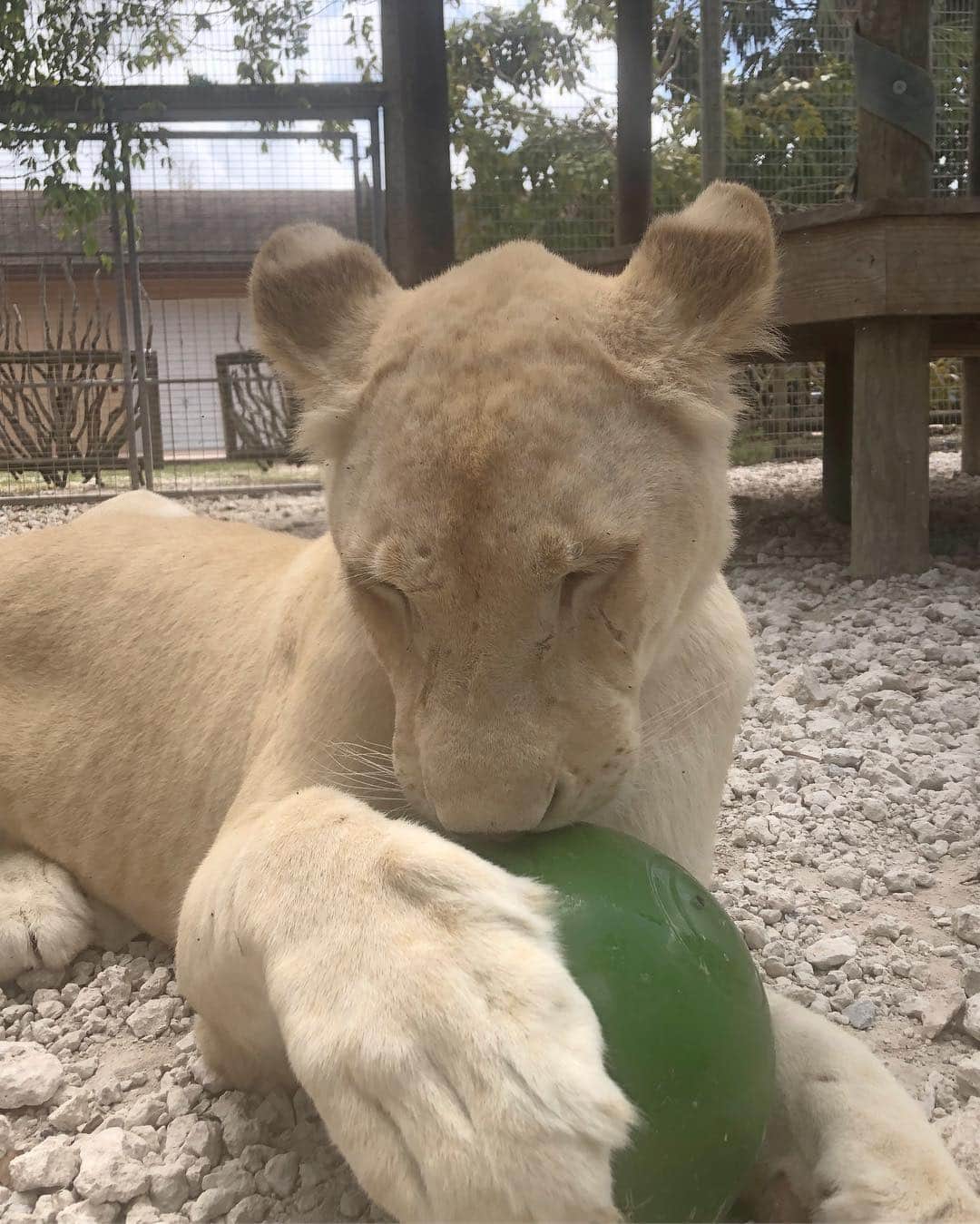 Zoological Wildlife Foundationさんのインスタグラム写真 - (Zoological Wildlife FoundationInstagram)「Dana being possible of bet new unbreakable ball. Check out those huge🐾 She is one of several offsprings from white lions we were able to rescue from canned hunting 🙏🏼 Canned hunting is a fast-growing business in South Africa, where thousands of lions are being bred on farms to be shot by wealthy foreign trophy-hunters.  #whitelion #lion #conservation #endangeredspecies #zwfmiami #zwf」3月16日 0時10分 - zwfmiami