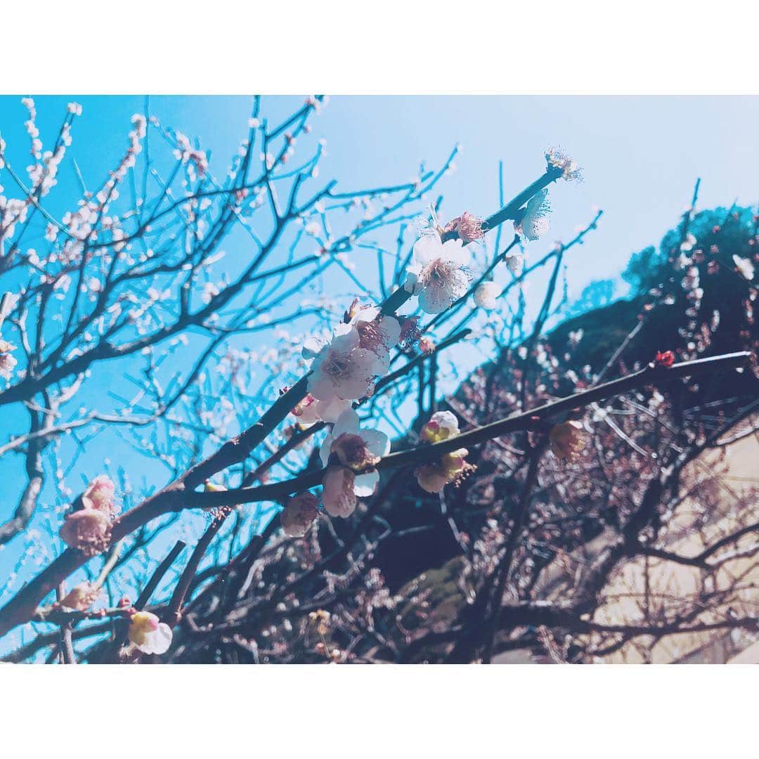 潘めぐみさんのインスタグラム写真 - (潘めぐみInstagram)「上に向かって . 上昇志向。 . #tokyo #新宿 #新宿御苑 #梅 #春 #spring」3月16日 0時15分 - han_meg_han