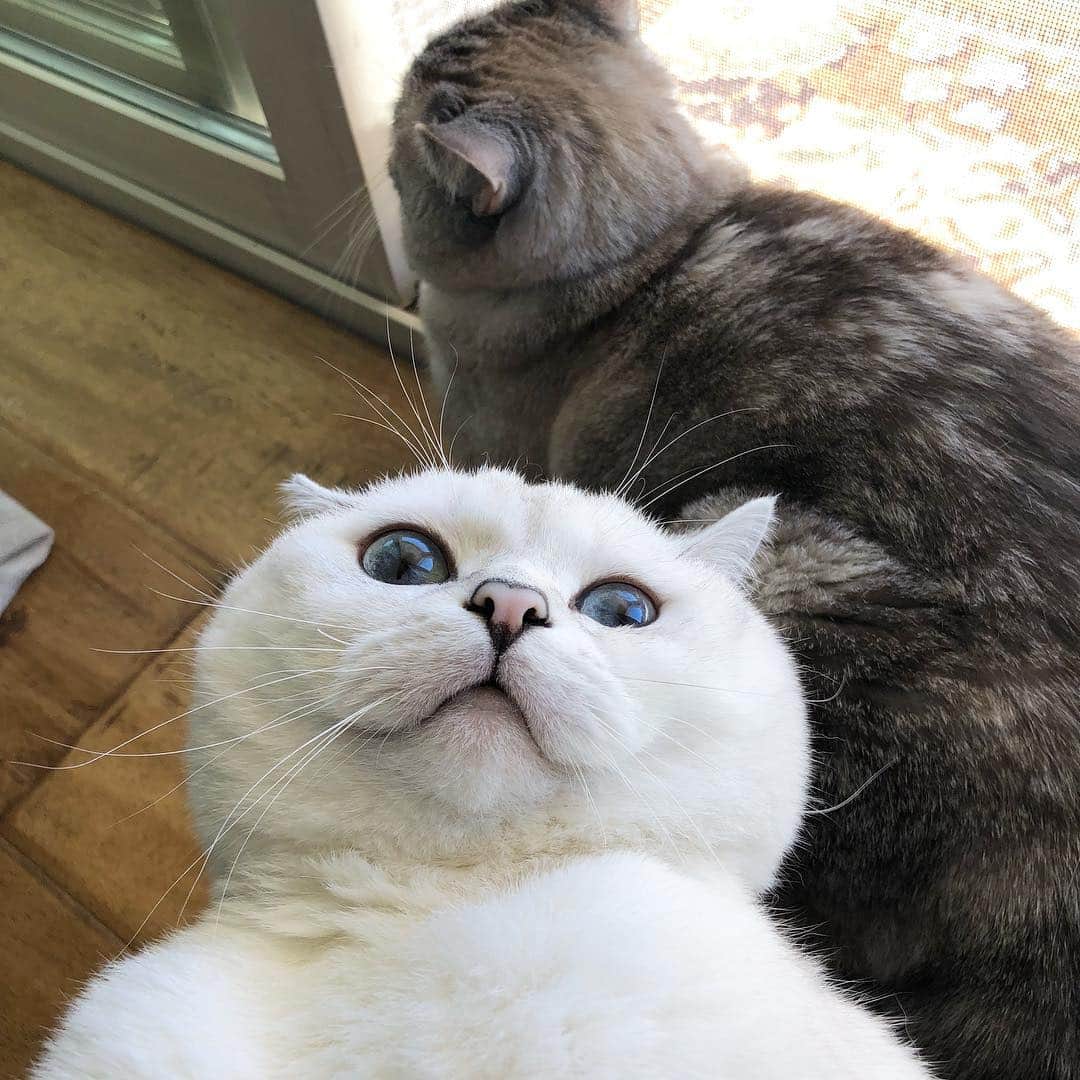 ミスター・ホワイトさんのインスタグラム写真 - (ミスター・ホワイトInstagram)「When I tried to take a selfie with @nala_cat」3月16日 0時15分 - white_coffee_cat