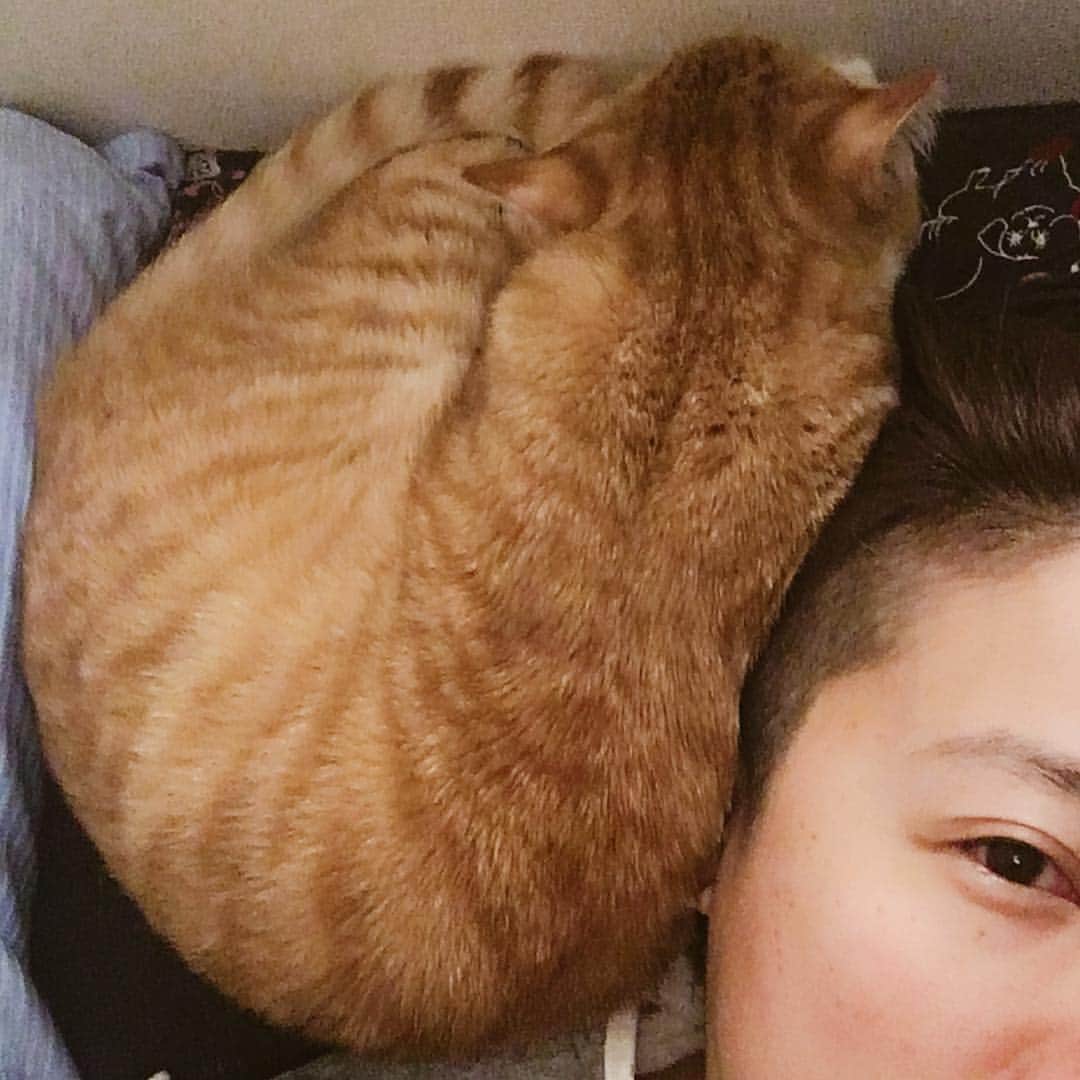 のインスタグラム：「私の首が壊れる原因……このあと避けるけど寝ている最中同じ姿勢になっていることがある模様……。 #kurohakuchai #tabby #orangetabby #cat #猫 #茶トラ」