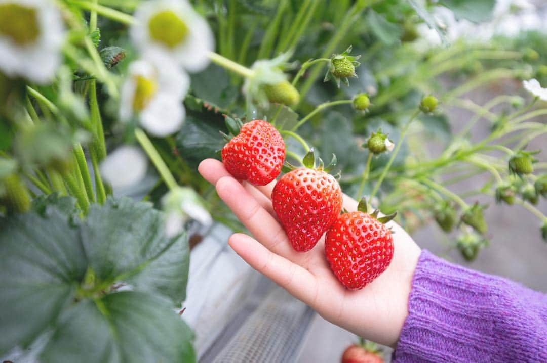 東北女子さんのインスタグラム写真 - (東北女子Instagram)「. 山元草莓農園 . 採草莓的季節🍓距來到離仙台站40分鐘電車車程的山元町，可以30分鐘無限制採草莓吃到飽😋 . 臉書有更多資訊及影片🔎 . #山元いちご農園 📍營業：12月到6月，10:00-17:00 📍價格：1300円-2000円 （依季節更動，愈暖愈便宜） 📍交通：JR山下站徒步15分鐘 📍不需預約 . . #日本東北 #東北 #東北女子travel #草莓 #日本採草莓 #いちご狩り #イチゴ狩り #採草莓 #宮城 #宮城旅行 #山元町 #東北旅行 #miyagitrip #日本自助 #日本美食」3月16日 0時42分 - tohoku_girl_official