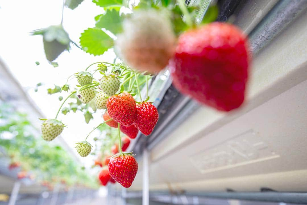 東北女子さんのインスタグラム写真 - (東北女子Instagram)「. 山元草莓農園 . 採草莓的季節🍓距來到離仙台站40分鐘電車車程的山元町，可以30分鐘無限制採草莓吃到飽😋 . 臉書有更多資訊及影片🔎 . #山元いちご農園 📍營業：12月到6月，10:00-17:00 📍價格：1300円-2000円 （依季節更動，愈暖愈便宜） 📍交通：JR山下站徒步15分鐘 📍不需預約 . . #日本東北 #東北 #東北女子travel #草莓 #日本採草莓 #いちご狩り #イチゴ狩り #採草莓 #宮城 #宮城旅行 #山元町 #東北旅行 #miyagitrip #日本自助 #日本美食」3月16日 0時42分 - tohoku_girl_official