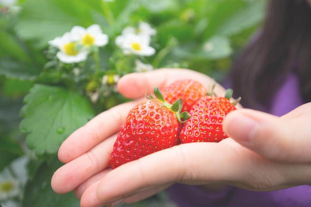 東北女子さんのインスタグラム写真 - (東北女子Instagram)「. 山元草莓農園 . 採草莓的季節🍓距來到離仙台站40分鐘電車車程的山元町，可以30分鐘無限制採草莓吃到飽😋 . 臉書有更多資訊及影片🔎 . #山元いちご農園 📍營業：12月到6月，10:00-17:00 📍價格：1300円-2000円 （依季節更動，愈暖愈便宜） 📍交通：JR山下站徒步15分鐘 📍不需預約 . . #日本東北 #東北 #東北女子travel #草莓 #日本採草莓 #いちご狩り #イチゴ狩り #採草莓 #宮城 #宮城旅行 #山元町 #東北旅行 #miyagitrip #日本自助 #日本美食」3月16日 0時42分 - tohoku_girl_official