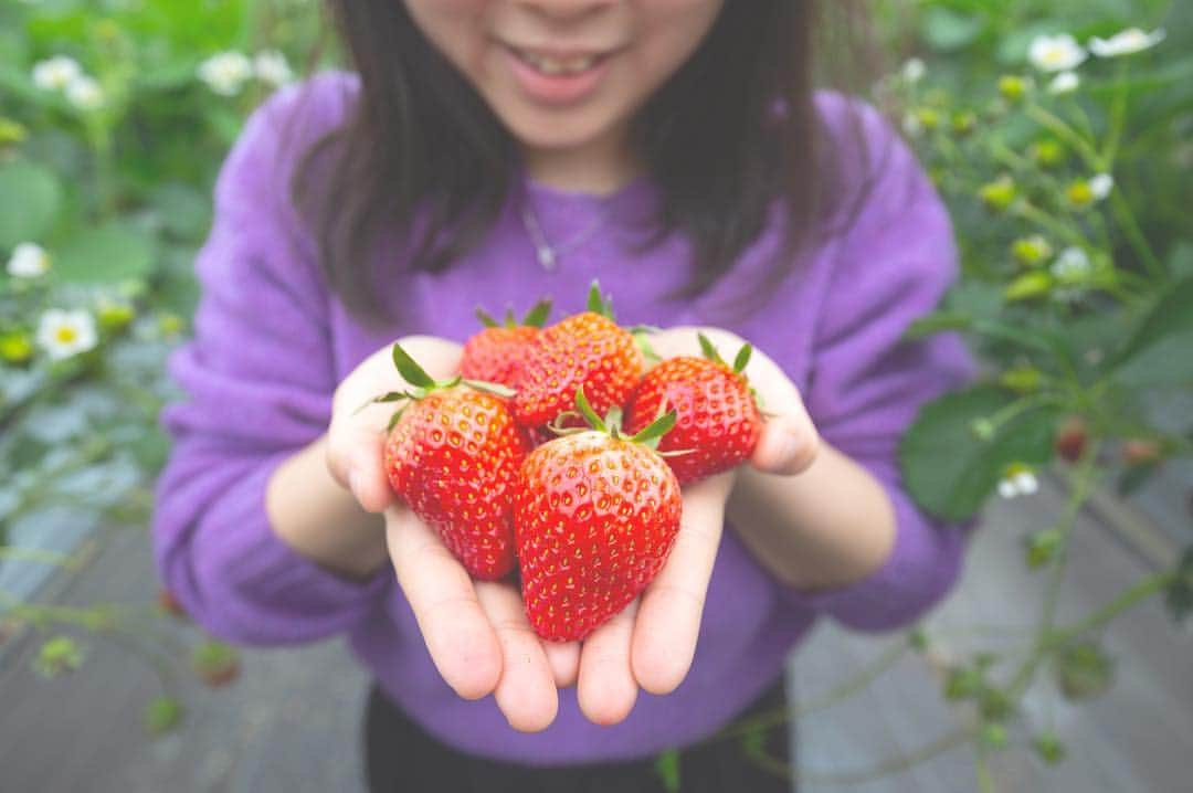 東北女子さんのインスタグラム写真 - (東北女子Instagram)「. 山元草莓農園 . 採草莓的季節🍓距來到離仙台站40分鐘電車車程的山元町，可以30分鐘無限制採草莓吃到飽😋 . 臉書有更多資訊及影片🔎 . #山元いちご農園 📍營業：12月到6月，10:00-17:00 📍價格：1300円-2000円 （依季節更動，愈暖愈便宜） 📍交通：JR山下站徒步15分鐘 📍不需預約 . . #日本東北 #東北 #東北女子travel #草莓 #日本採草莓 #いちご狩り #イチゴ狩り #採草莓 #宮城 #宮城旅行 #山元町 #東北旅行 #miyagitrip #日本自助 #日本美食」3月16日 0時42分 - tohoku_girl_official